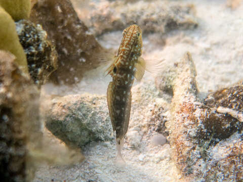 صورة Amblygobius semicinctus (Bennett 1833)