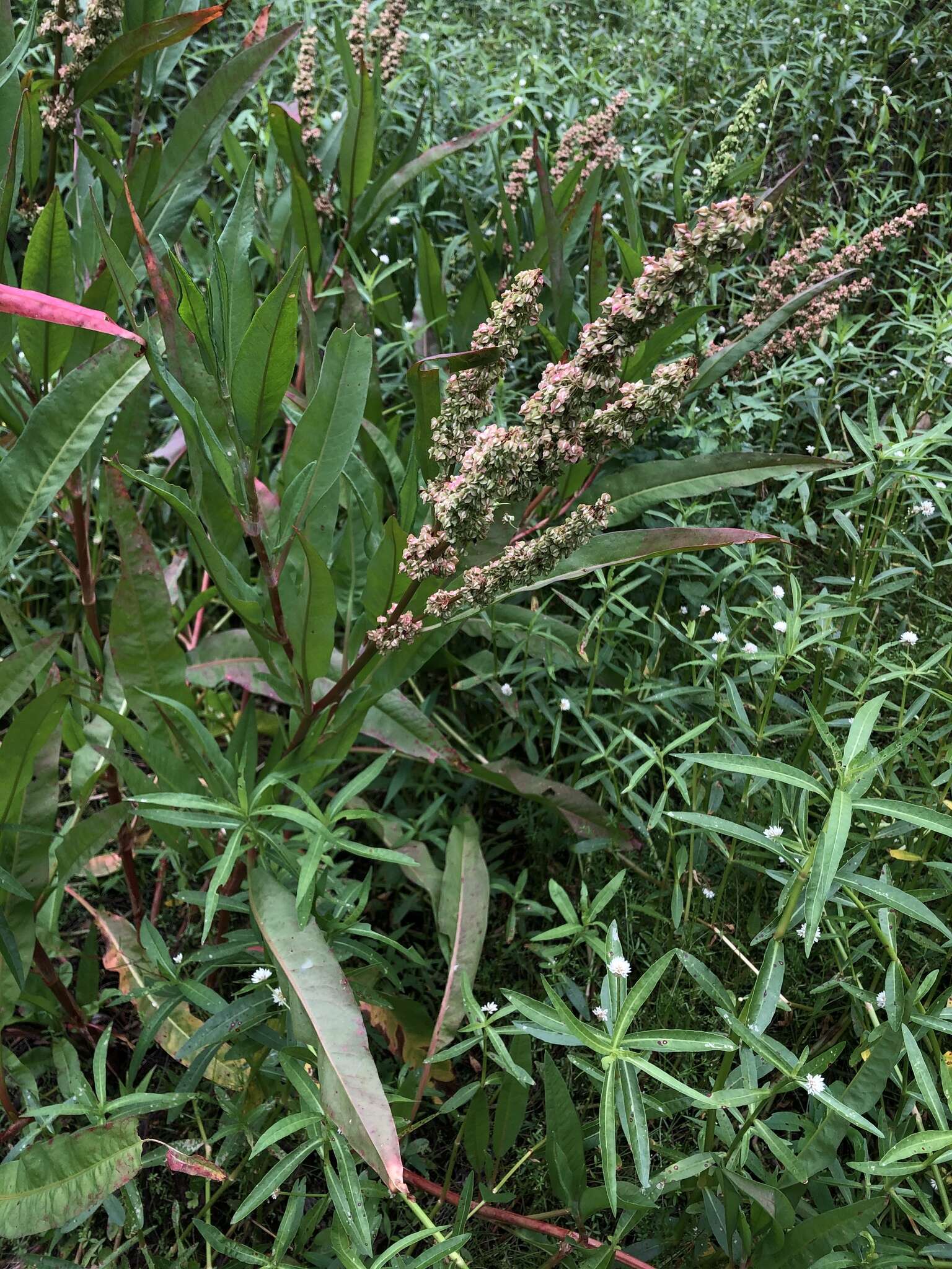 Rumex verticillatus subsp. floridanus (Meisner) Á. Löve resmi