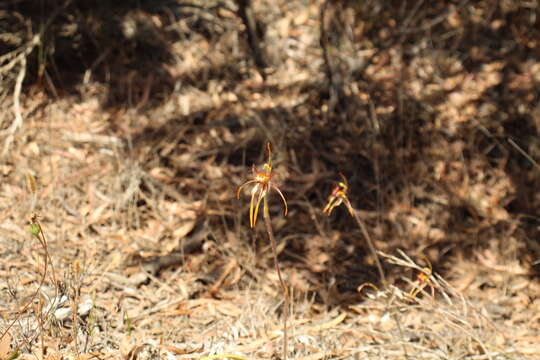 Image of Club-lipped spider orchid