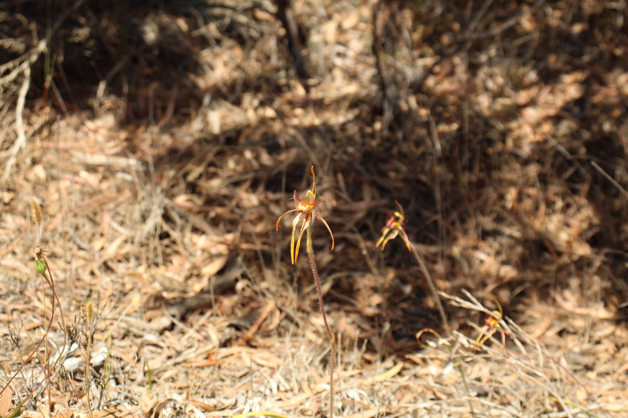 Caladenia corynephora A. S. George resmi