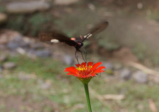 Parides sesostris (Cramer (1779)) resmi