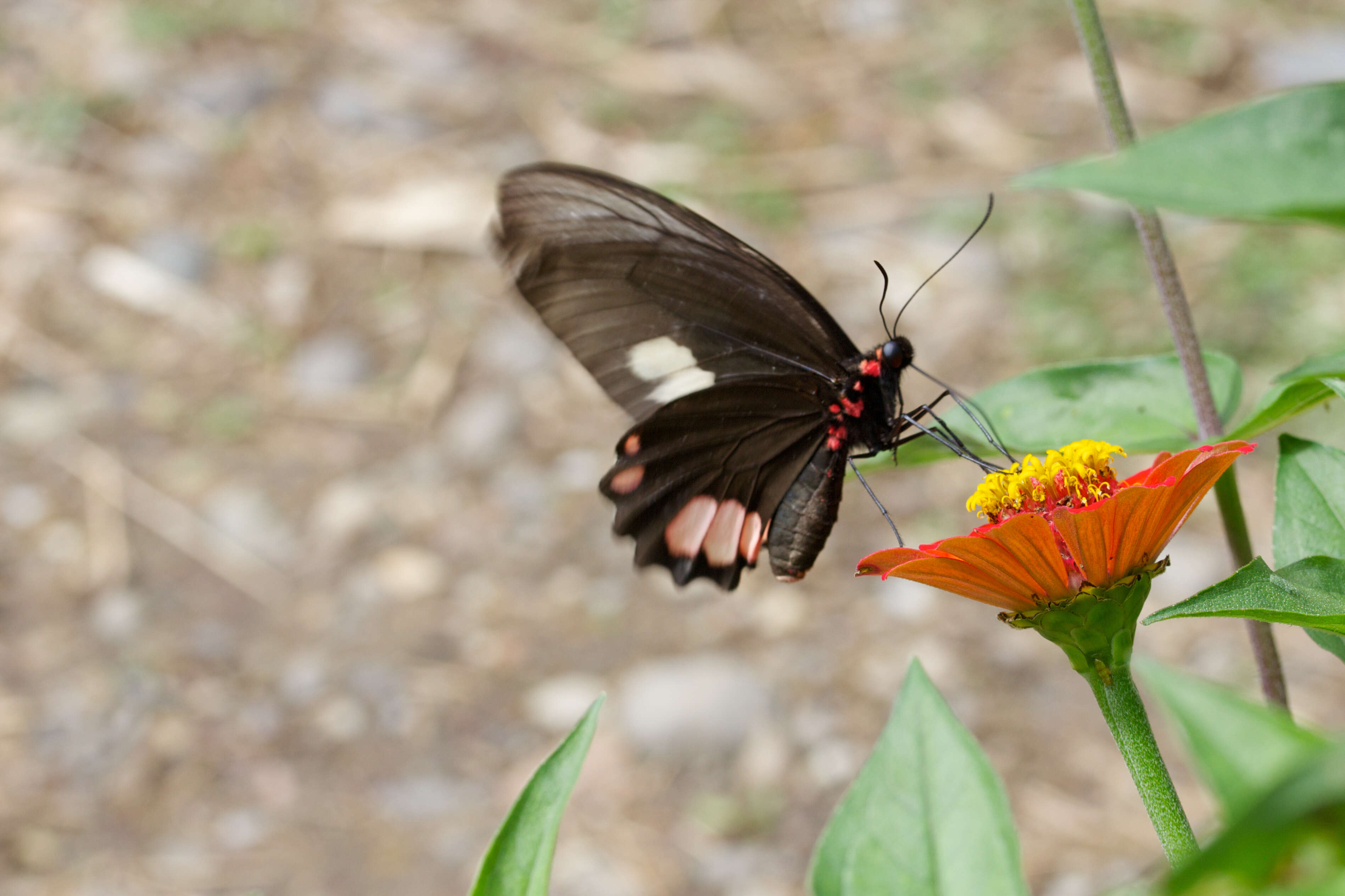 Parides sesostris (Cramer (1779)) resmi