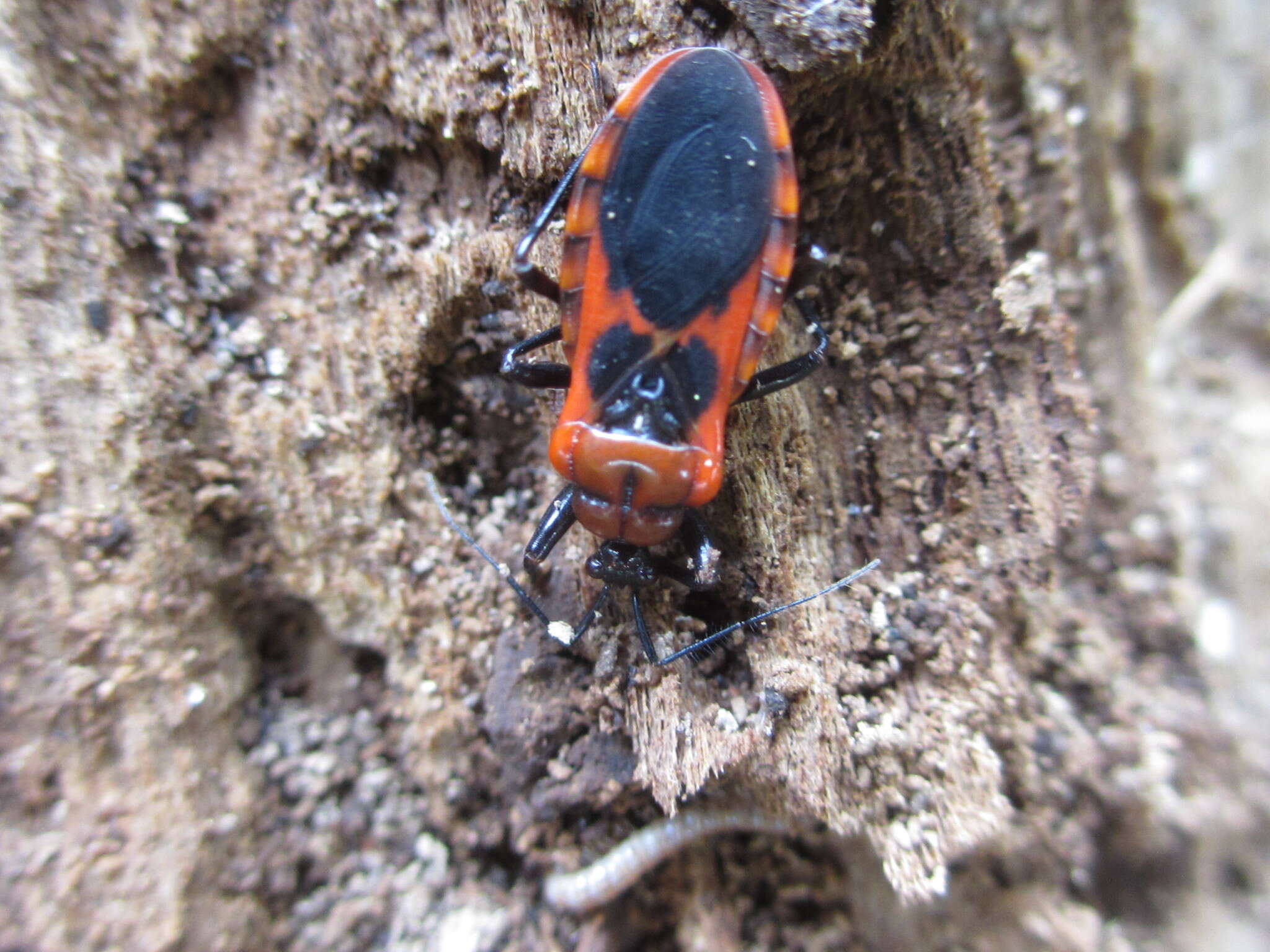 Image of Haematoloecha nigrorufa (Stål 1867)