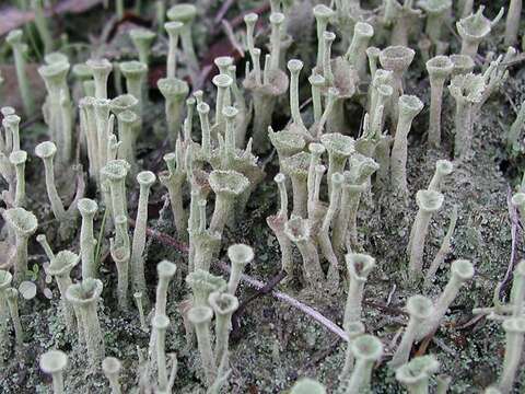 Image of cup lichen