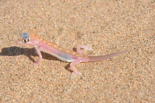 Image of Namib Sand Gecko