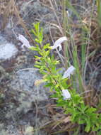 Image of Etonia rosemary