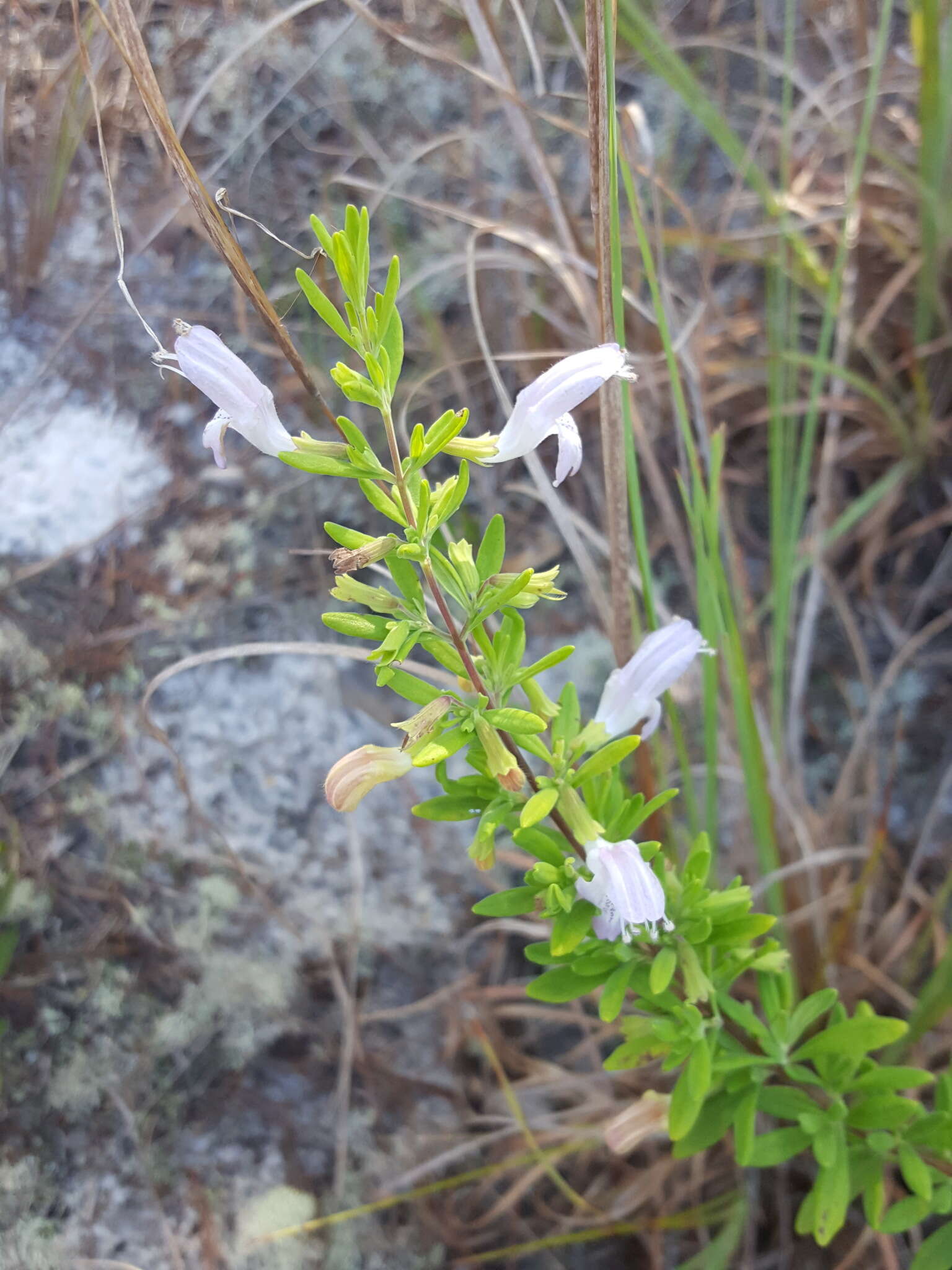 Image of Etonia rosemary