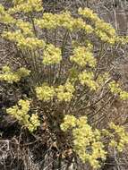 Image of Eriogonum strictum var. anserinum (Greene) S. Stokes