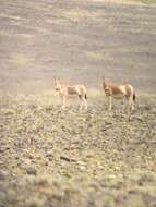 Image of Mongolian Kulan