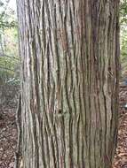 Image of Atlantic White Cedar