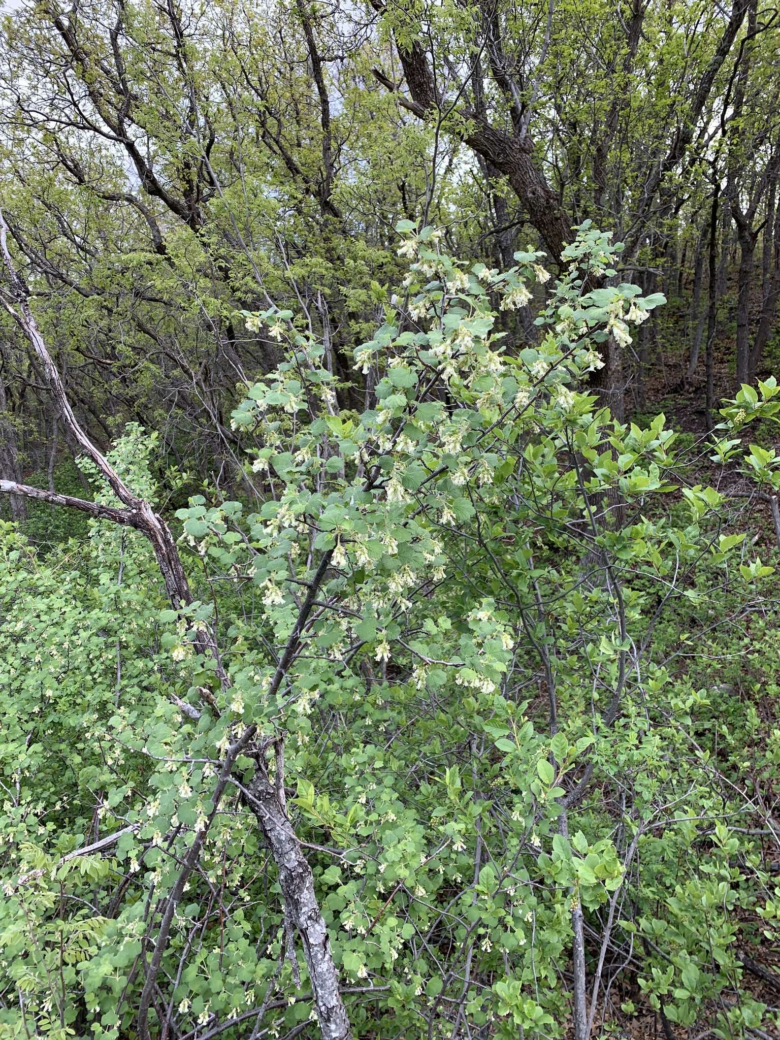 Image of Mescalero currant