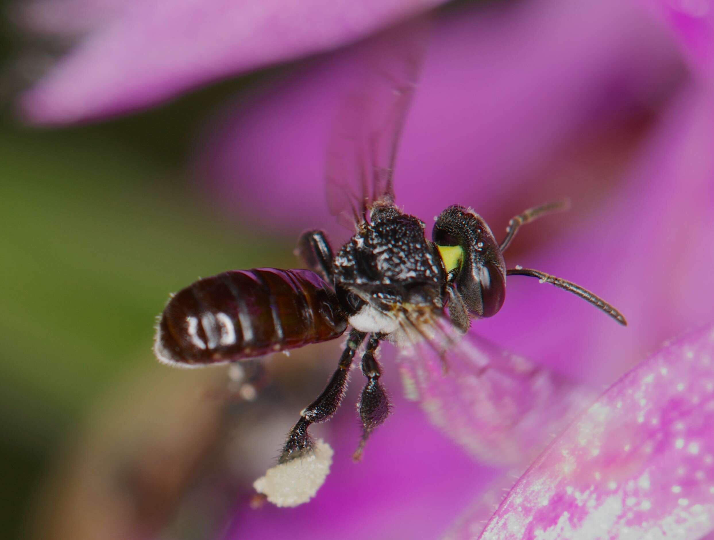 Image of Tetragonula carbonaria (Smith 1854)