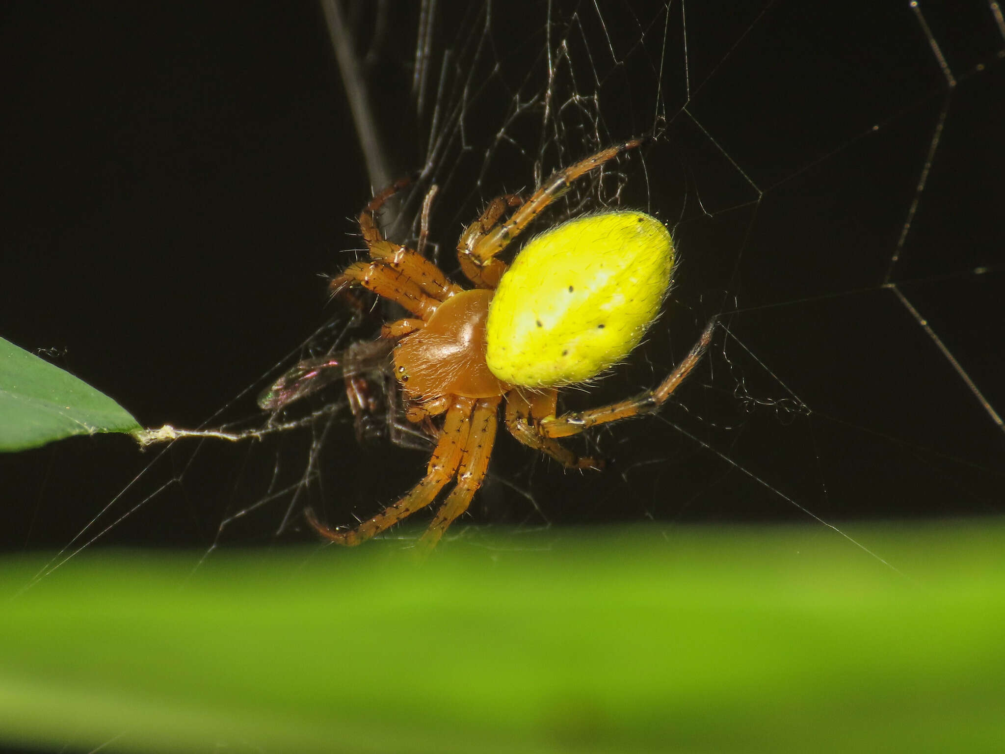 Image of Araniella alpica (L. Koch 1869)