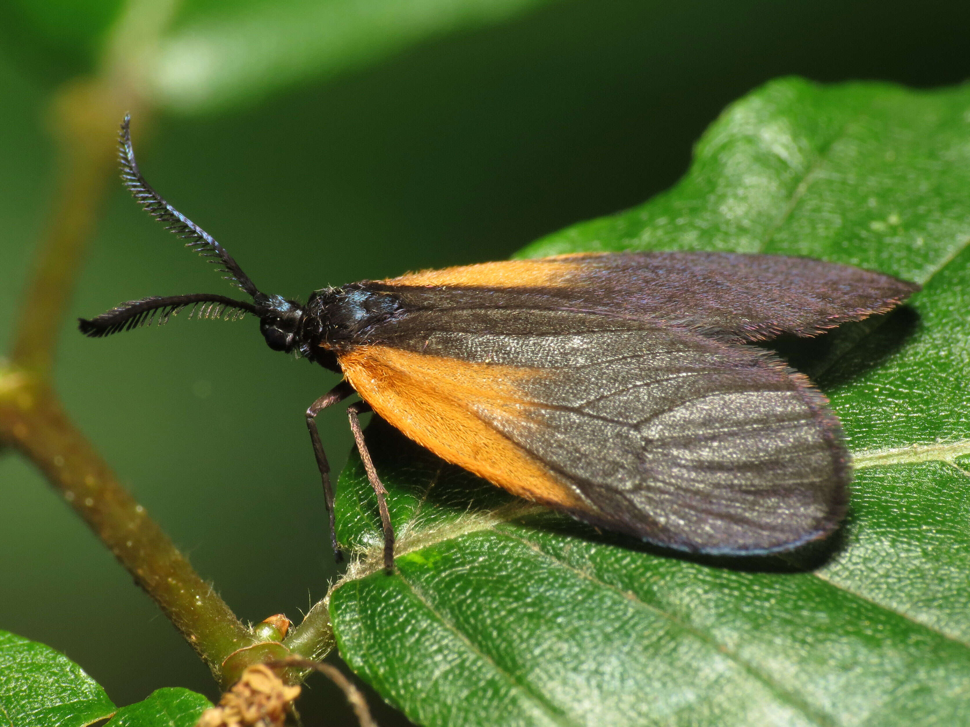 Plancia ëd Pyromorpha dimidiata