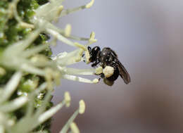 Image of Tetragonula carbonaria (Smith 1854)