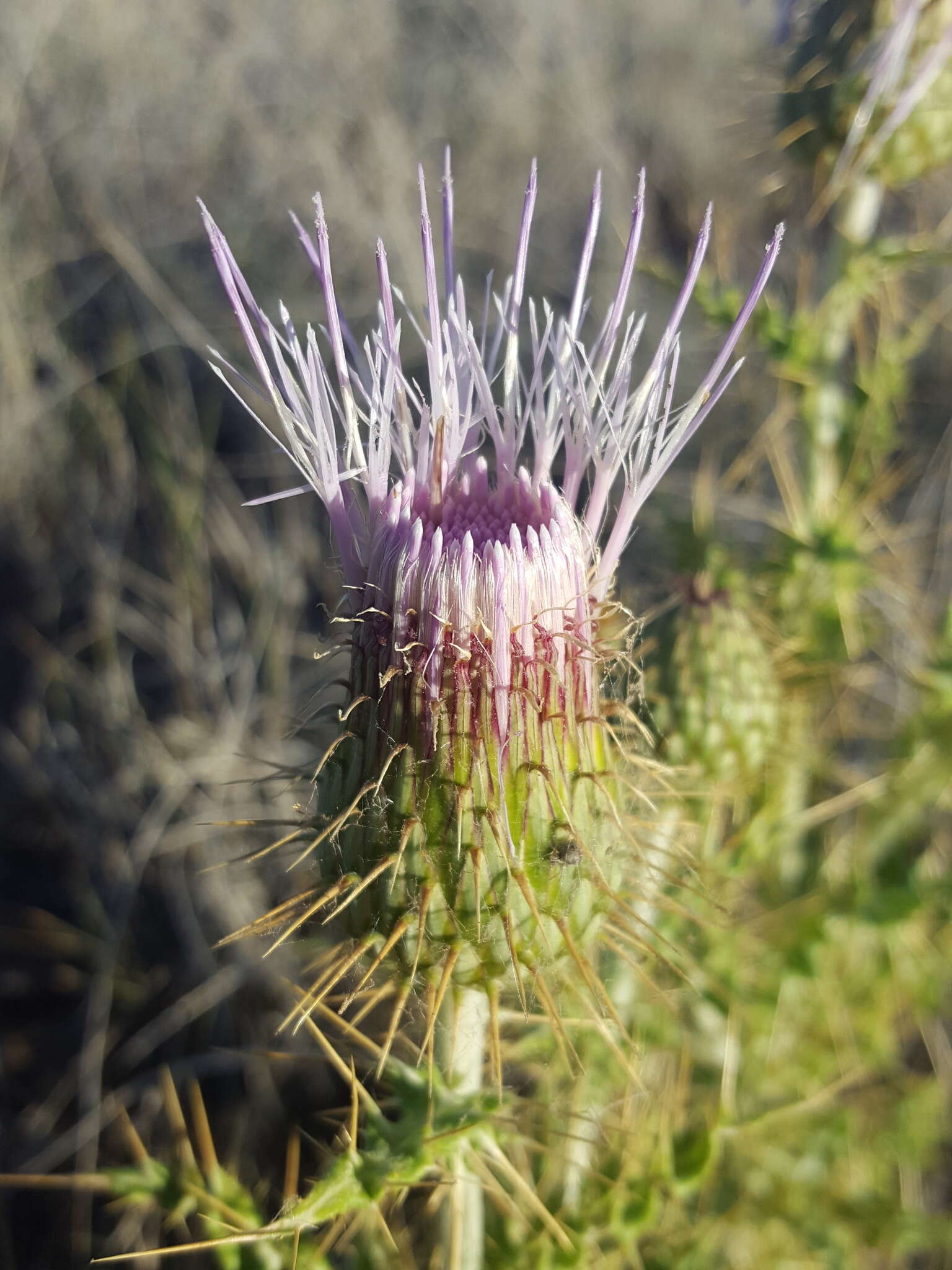 Plancia ëd Cirsium ochrocentrum A. Gray