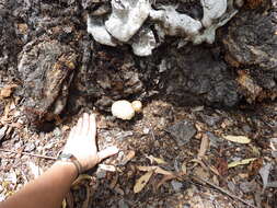 Image of Boletellus dissiliens (Corner) Pegler & T. W. K. Young 1981