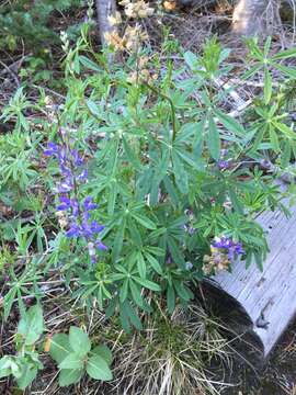 Image of broadleaf lupine