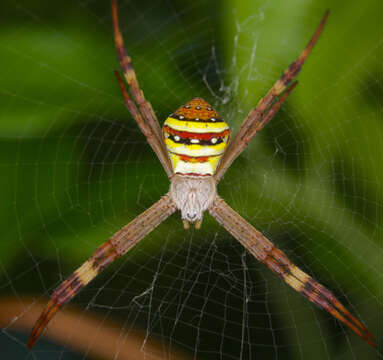 Image of St Andrews cross spider