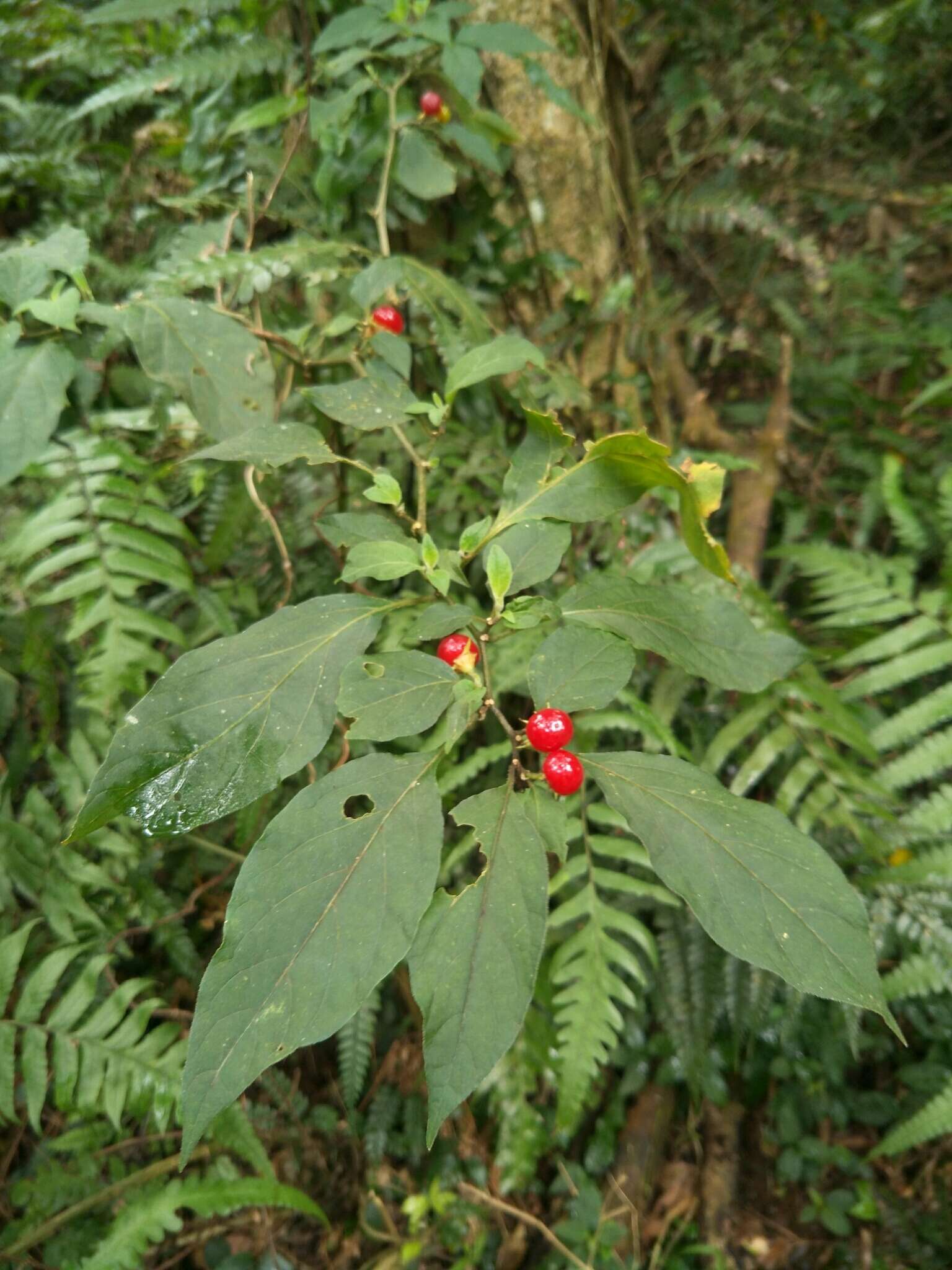 Image of Lycianthes biflora (Loureiro) Bitter