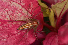 Image of Oxyopes macilentus L. Koch 1878