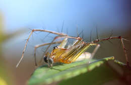 Image of Oxyopes macilentus L. Koch 1878