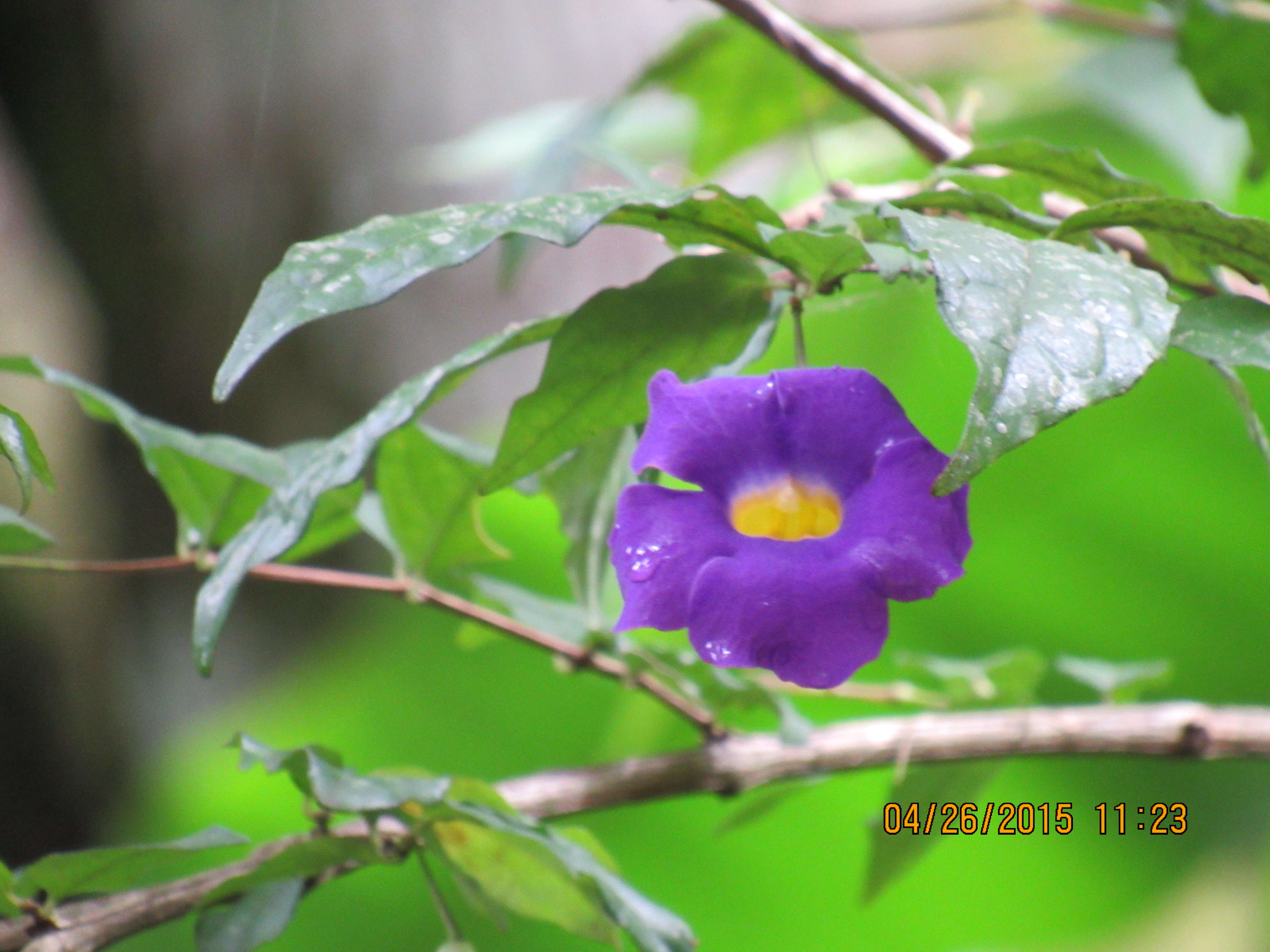 Image of bush clockvine