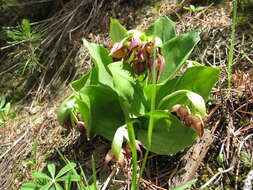 Image of Clustered lady's slipper