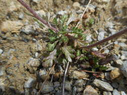 Image of Leucanthemopsis