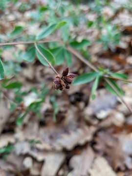 Image of Dorycnium graecum (L.) Ser.