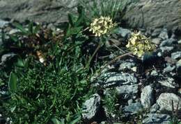 Image of Saponaria lutea L.