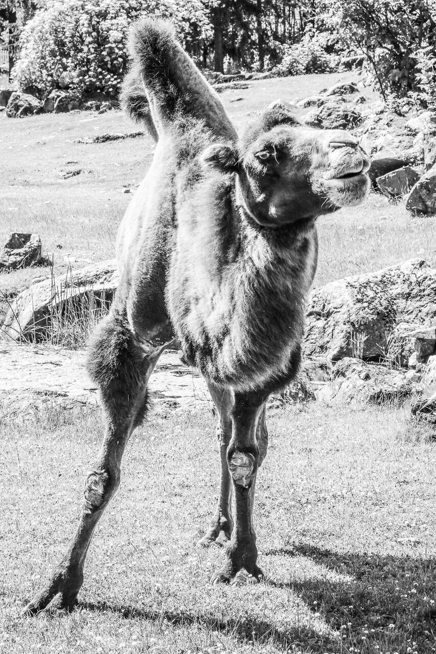 Image of Bactrian camel