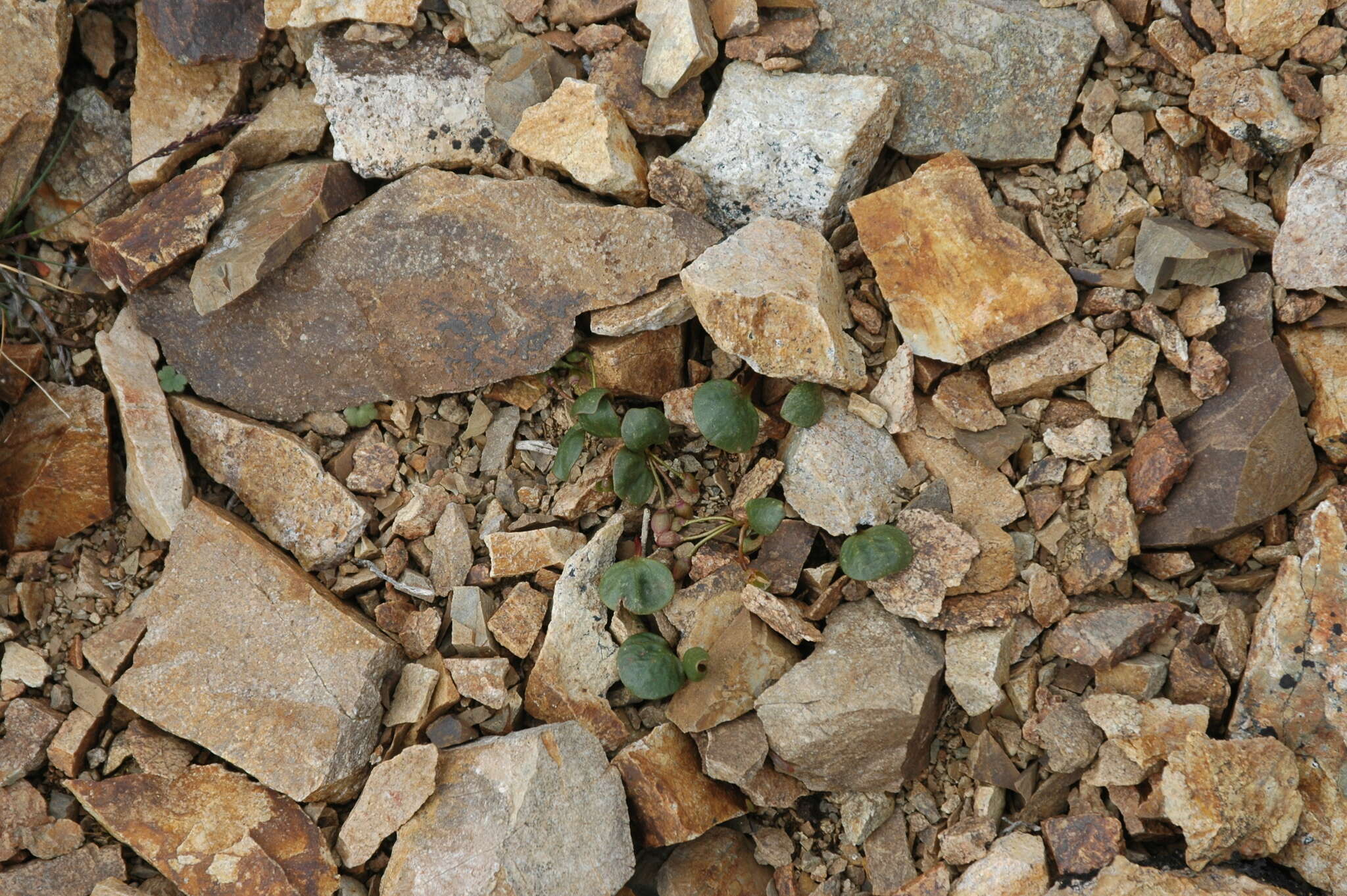 Claytonia ogilviensis Mc Neill resmi