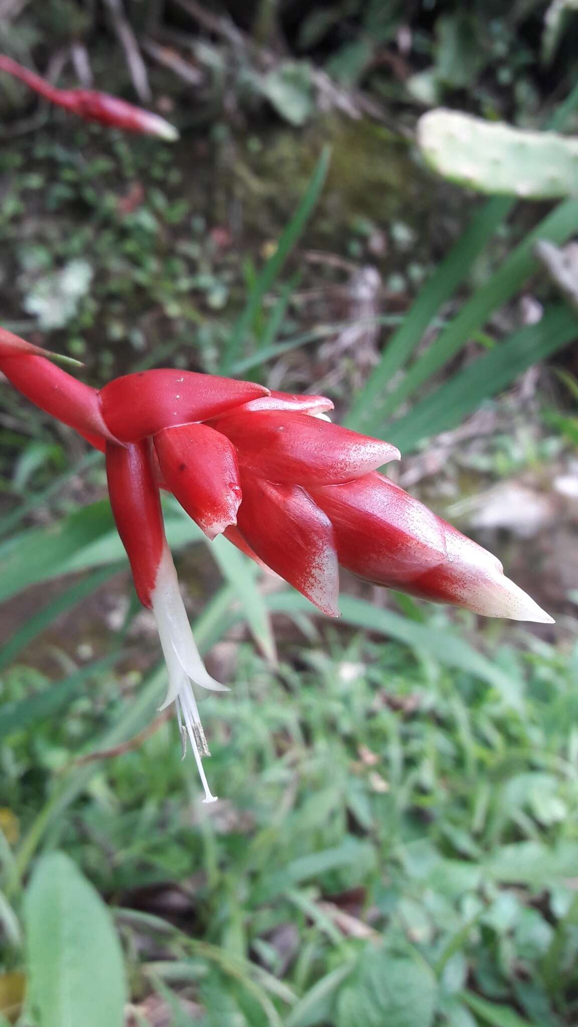 Image of Vriesea flammea L. B. Sm.