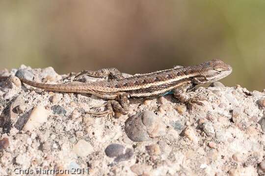 Image of Southern Prairie Lizard