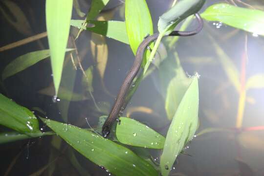 Image of Linnaeus' Writhing Skink