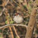 Image of Jungle Sparrow