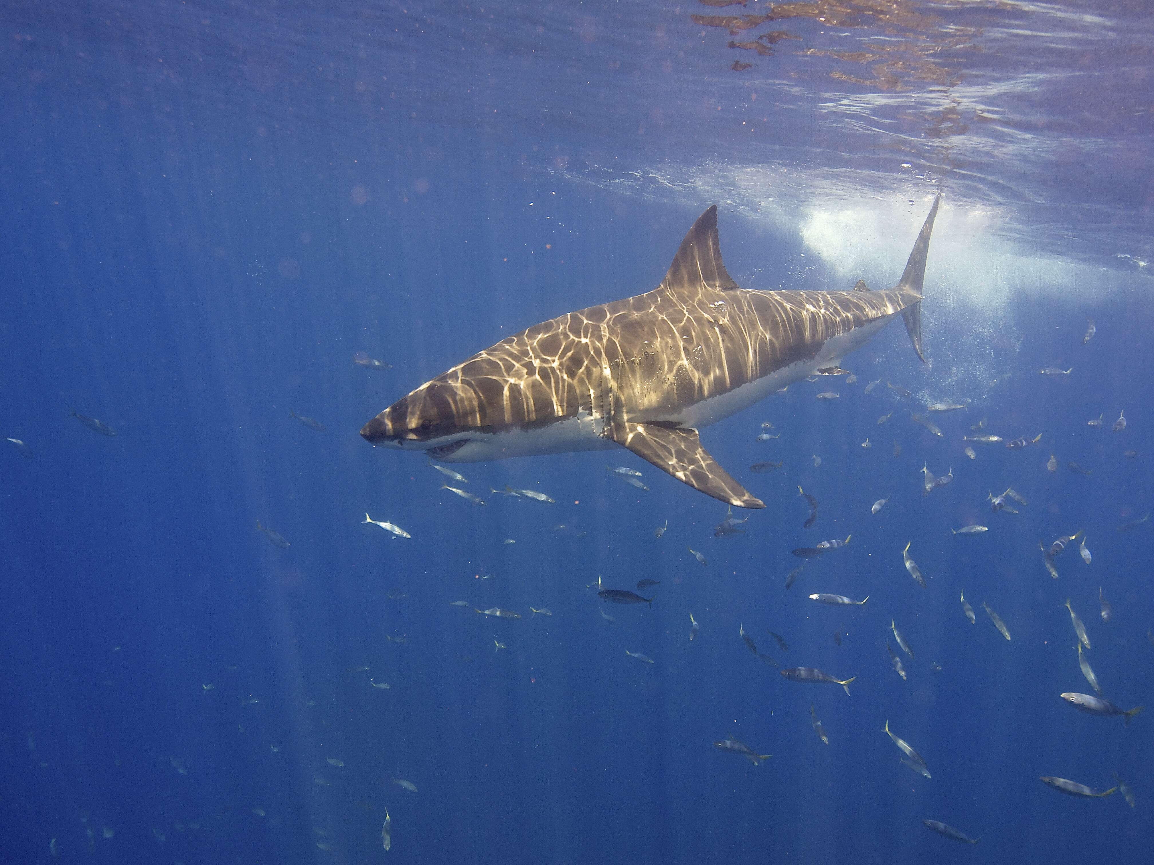 Image of Carcharodon