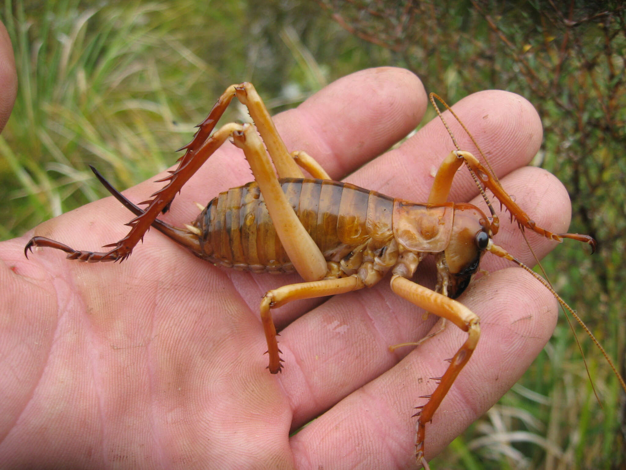 Image of Hemideina broughi (Buller 1896)