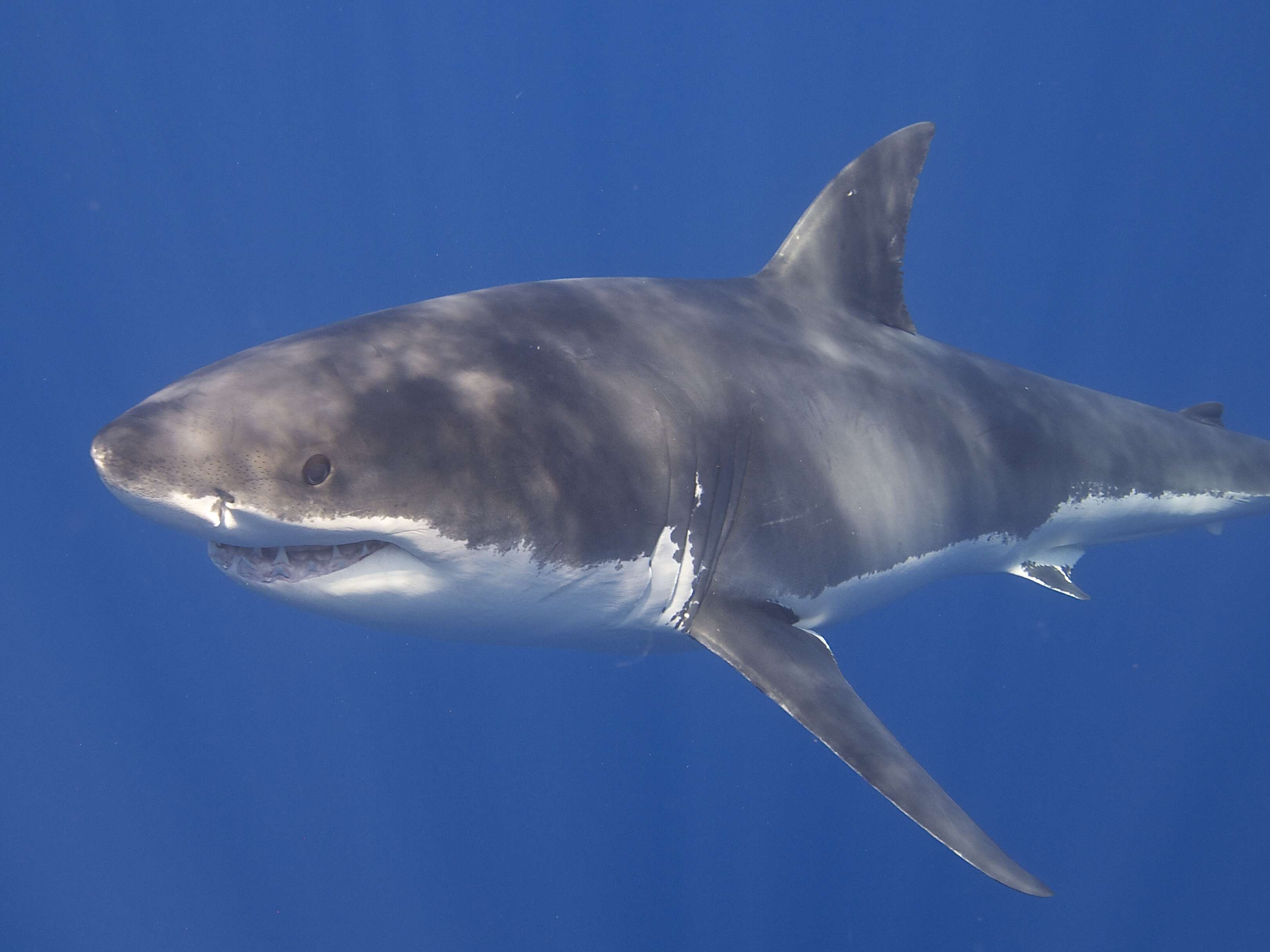 Image of Carcharodon