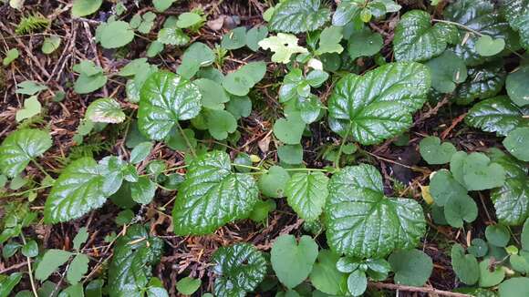 Plancia ëd Rubus nivalis Dougl. ex Hook.