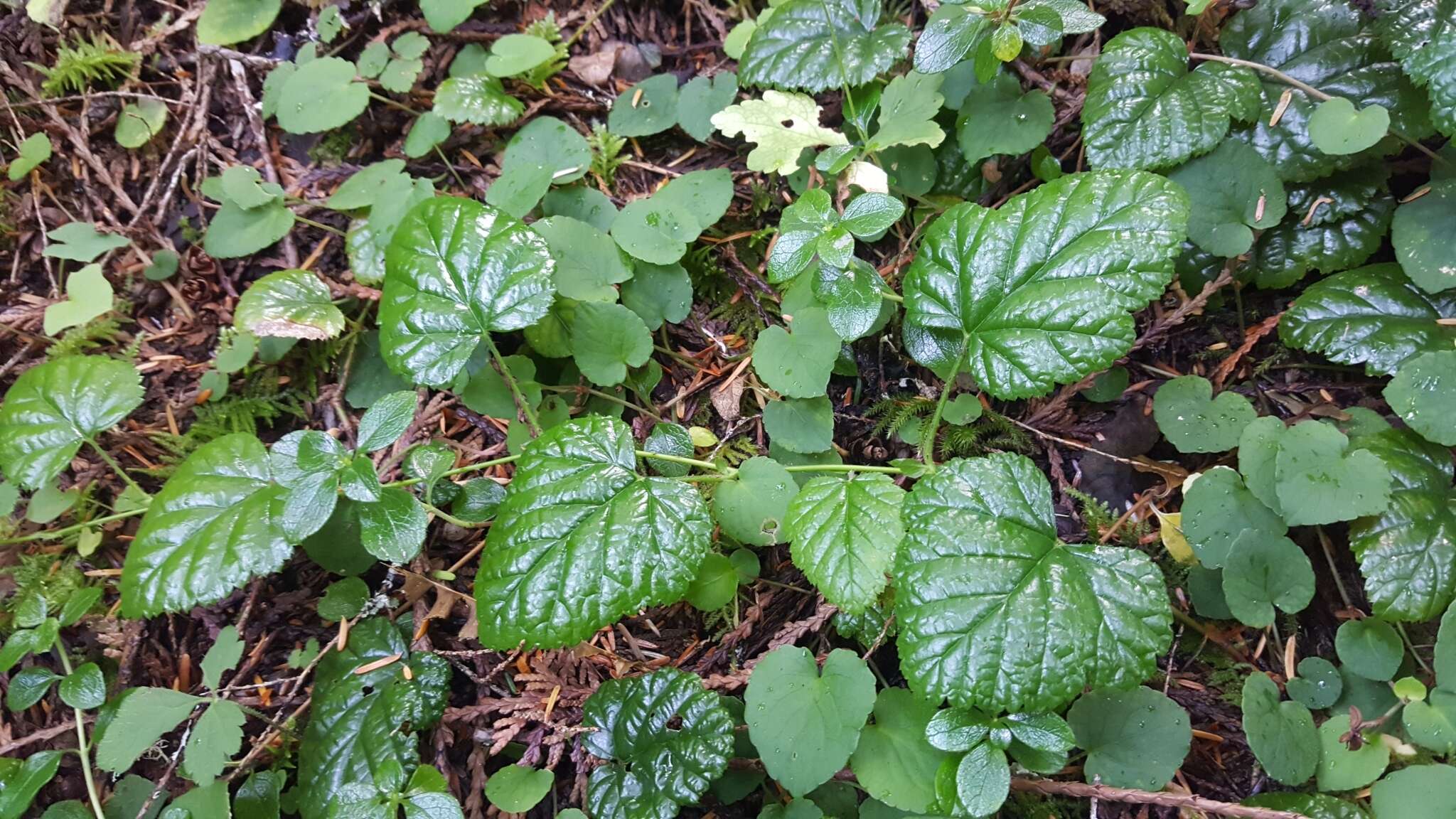 Image of snow raspberry