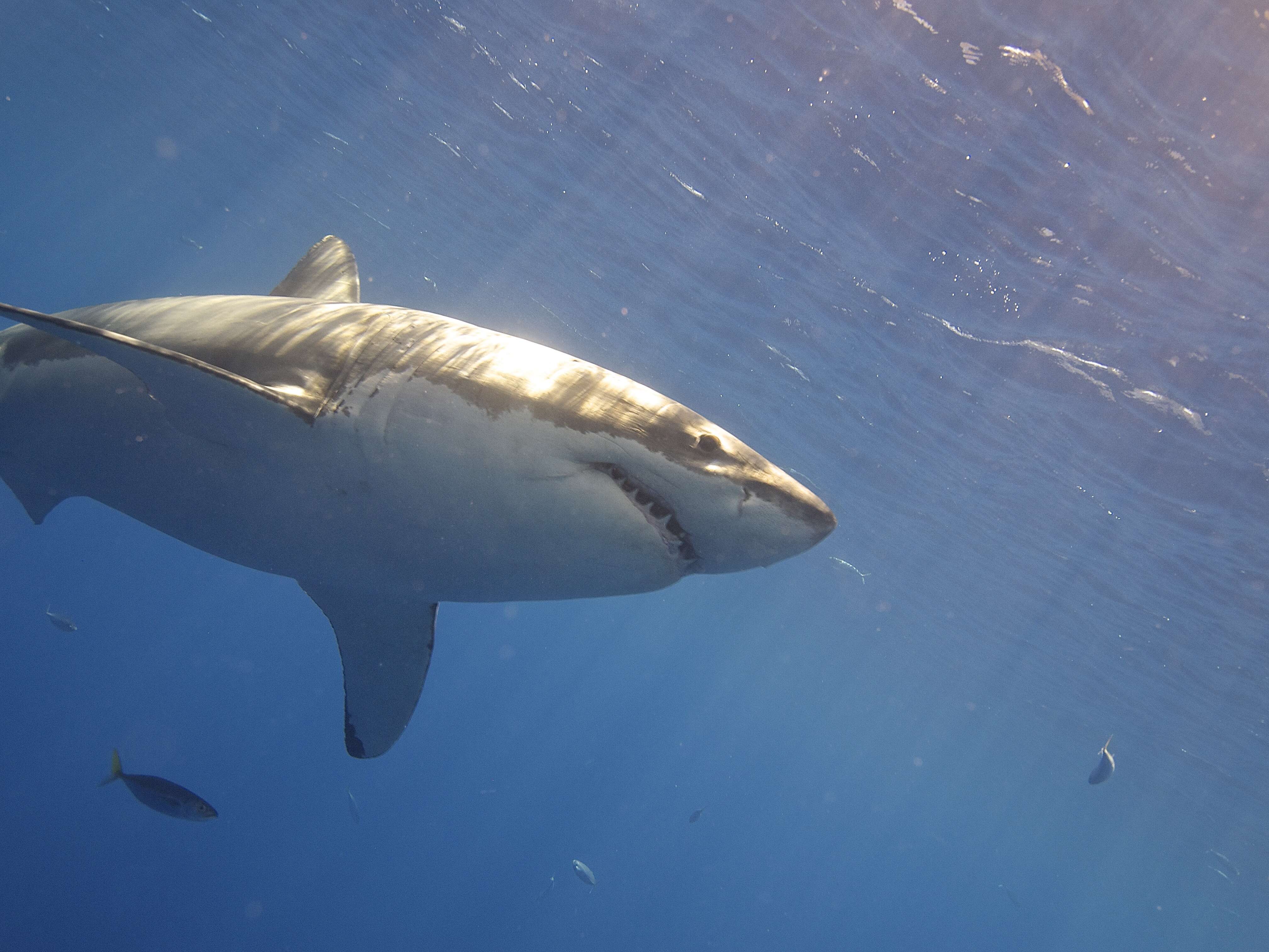 Carcharodon resmi