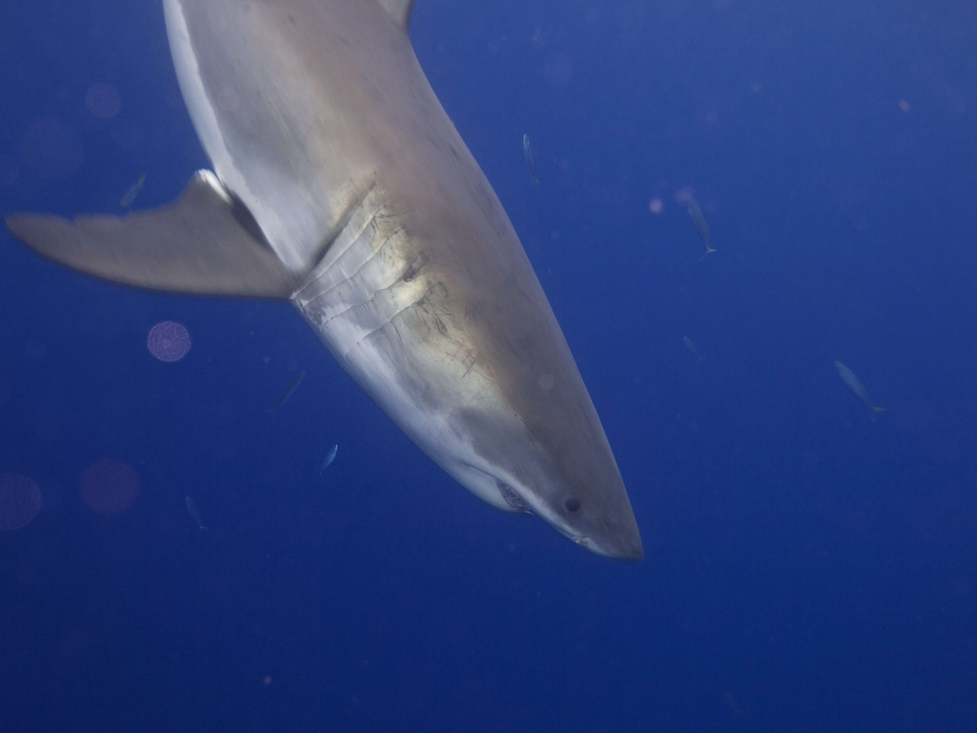 Image of Carcharodon