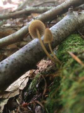 Image of Mycena viridimarginata P. Karst. 1892