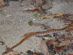 Image of Rainbow Boa