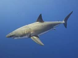 Image of Carcharodon