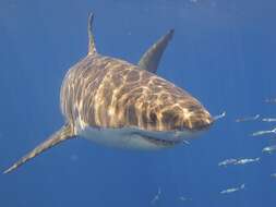 Image of Carcharodon