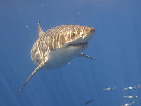 Image of Carcharodon