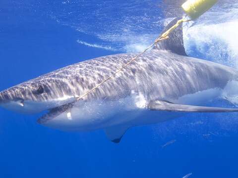 Image of Carcharodon